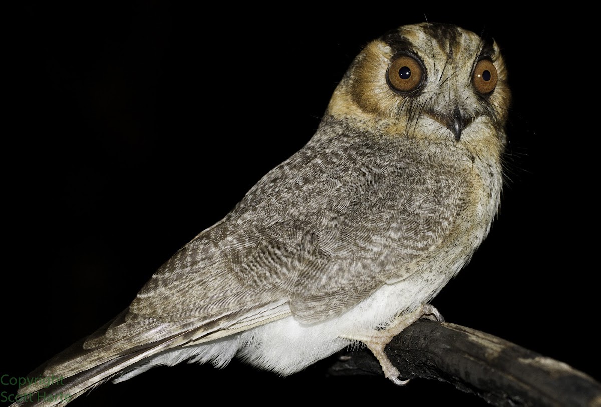 Australian Owlet-nightjar