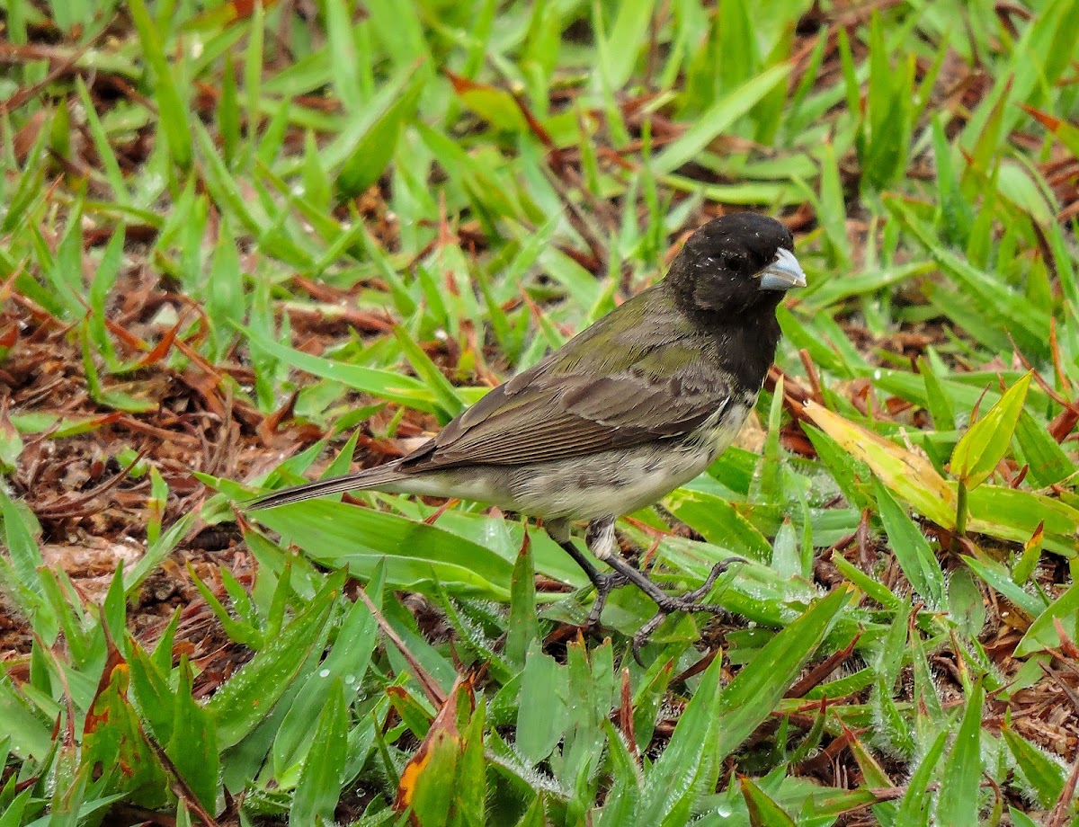 Baiano(Yellow-bellied Seedeater)