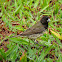 Baiano(Yellow-bellied Seedeater)