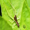 Two-Spotted Tree Cricket Nymph