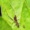 Two-Spotted Tree Cricket Nymph