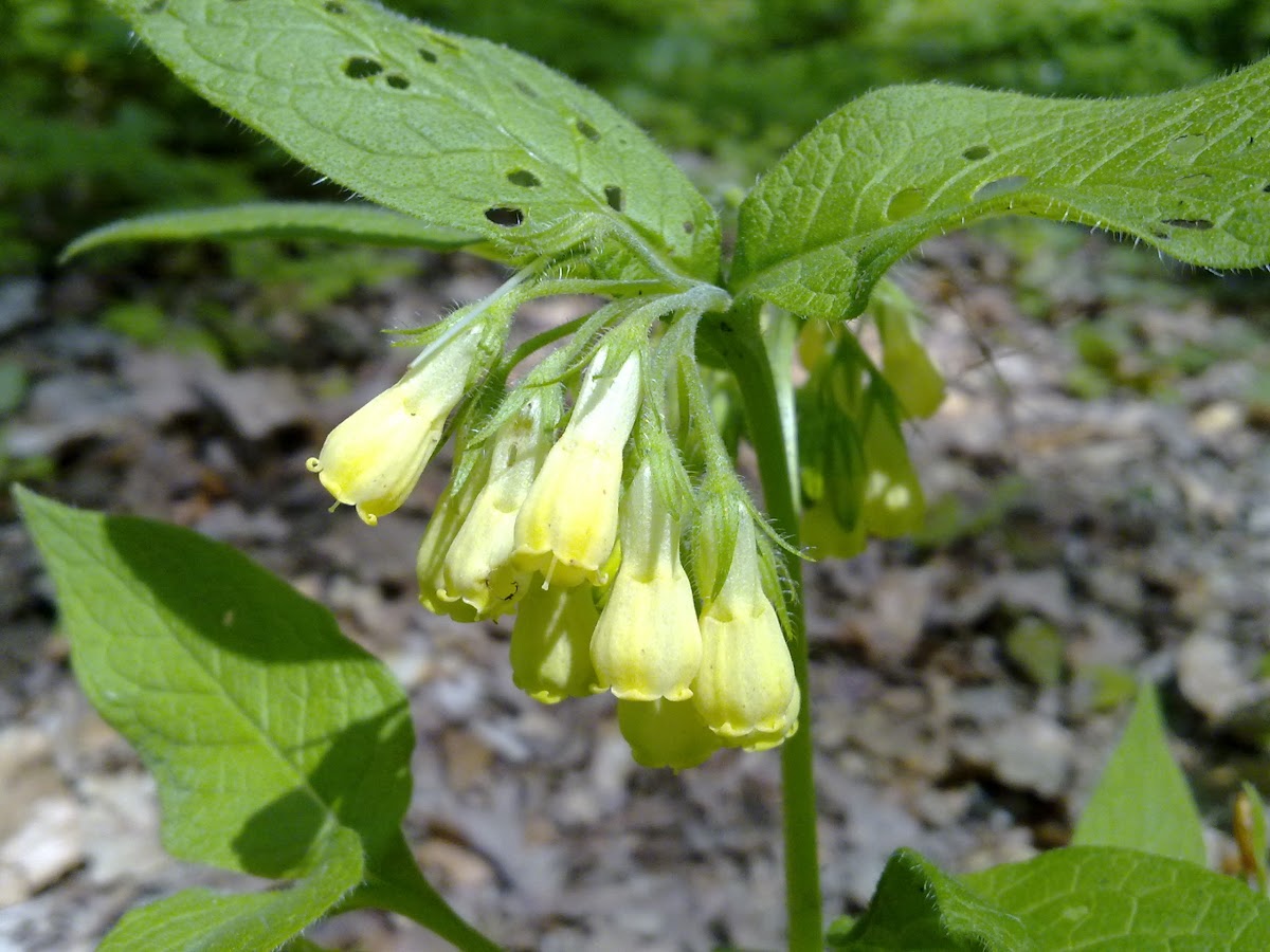 Tuberous Comfrey