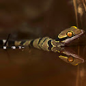 Bent-toed Gecko