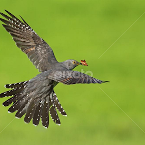 3-30am start this morning & was rewarded with some of my best cuckoo shots. by Paul Mcmullen - Animals Birds