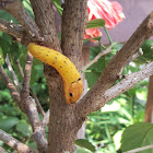 spicebush swallowtail caterpillar