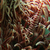 Crinoid shrimp/Feather star shrimp