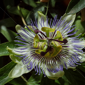 passiflora edulis by Boris Romac - Flowers Single Flower