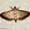 Crambidae Moth