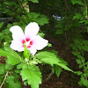 Rose of Sharon (Althea)