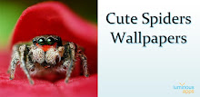 Cute Spiders Wallpapers APK