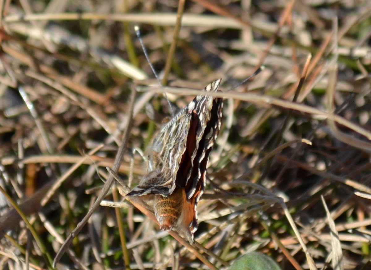 Painted Lady