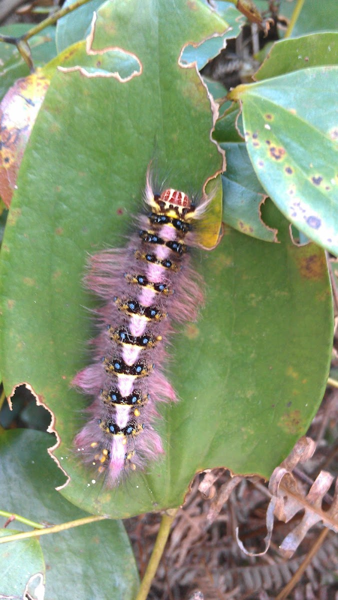 Lappet Moth caterpillars
