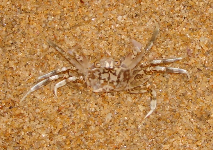 Camouflaged Sand Crab