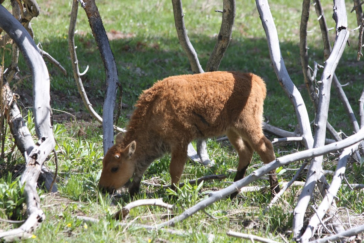 American Bison