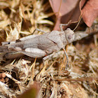 The blue-winged grasshopper