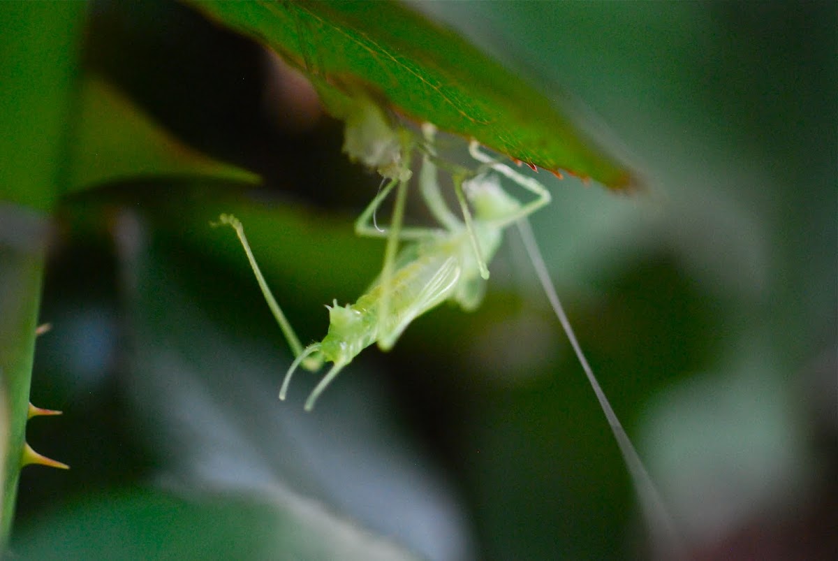 hatching green cricket nymph