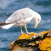 Yellow-legged Gull, Gaviota patiamarilla