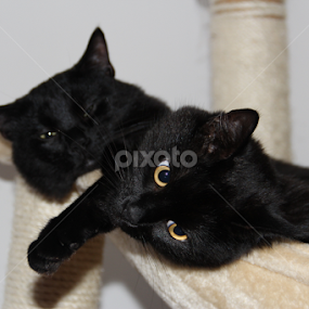 All Blacks by Vlad Popescu - Novices Only Pets