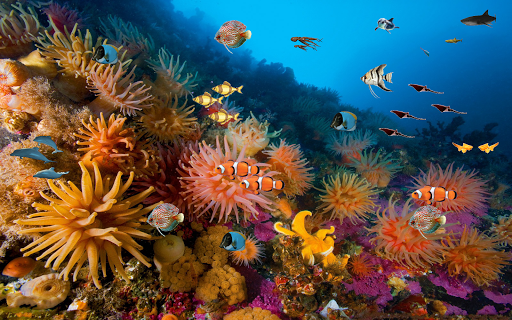 【免費個人化App】Coral reef live wallpaper-APP點子