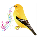 canary singing icon