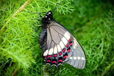 Butterfly LWP