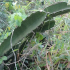 Cereus cactus