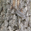 Texas Spiny Lizard