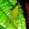 Dictyopharidae plant hopper