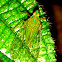 Dictyopharidae plant hopper