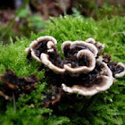 Turkey Tail