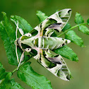 Oleander Hawk Moth (Male)