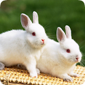 Cute Rabbit HD Wallpapers logo