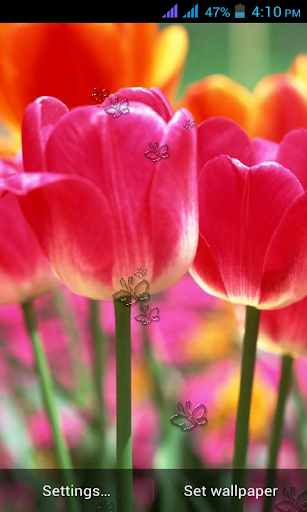 Tulip Flower Live Wallpaper
