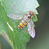 Marmalade hover Fly