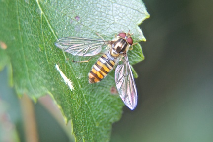 Marmalade hover Fly