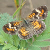 Phaon Crescent Butterfly
