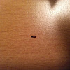 Varied Carpet Beetle (larva)