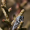 robber fly