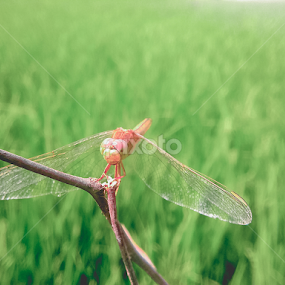 dragon-fly by Sk Amin - Animals Insects & Spiders