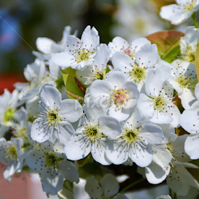 PEAR PLOWER by Erfan Efendi - Flowers Tree Blossoms