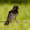 Screaming cowbird