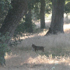 Bobcat