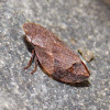 Diamondback Spittlebug