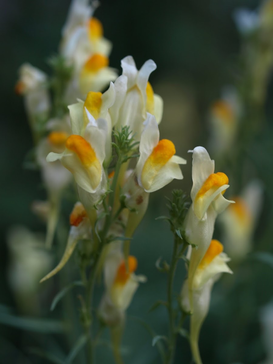 Common Toadflax, Butter and Eggs