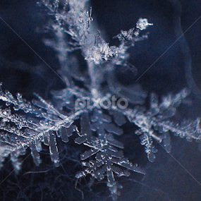 Snowflake by Marius Neag - Nature Up Close Other Natural Objects
