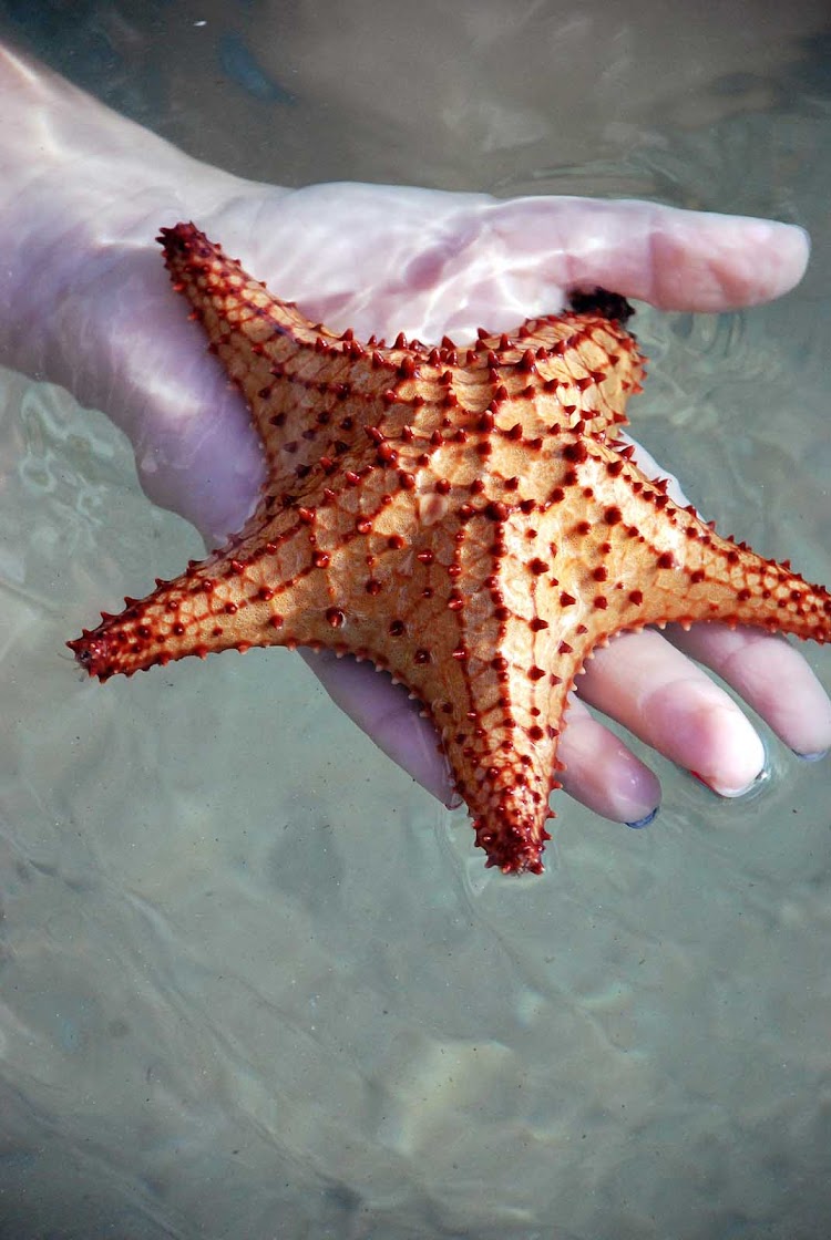 A starfish, or sea star, on Saint Kitts in the Caribbean. 