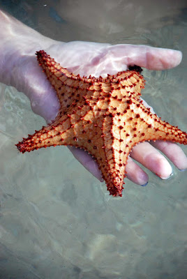A starfish, or sea star, on Saint Kitts in the Caribbean. 