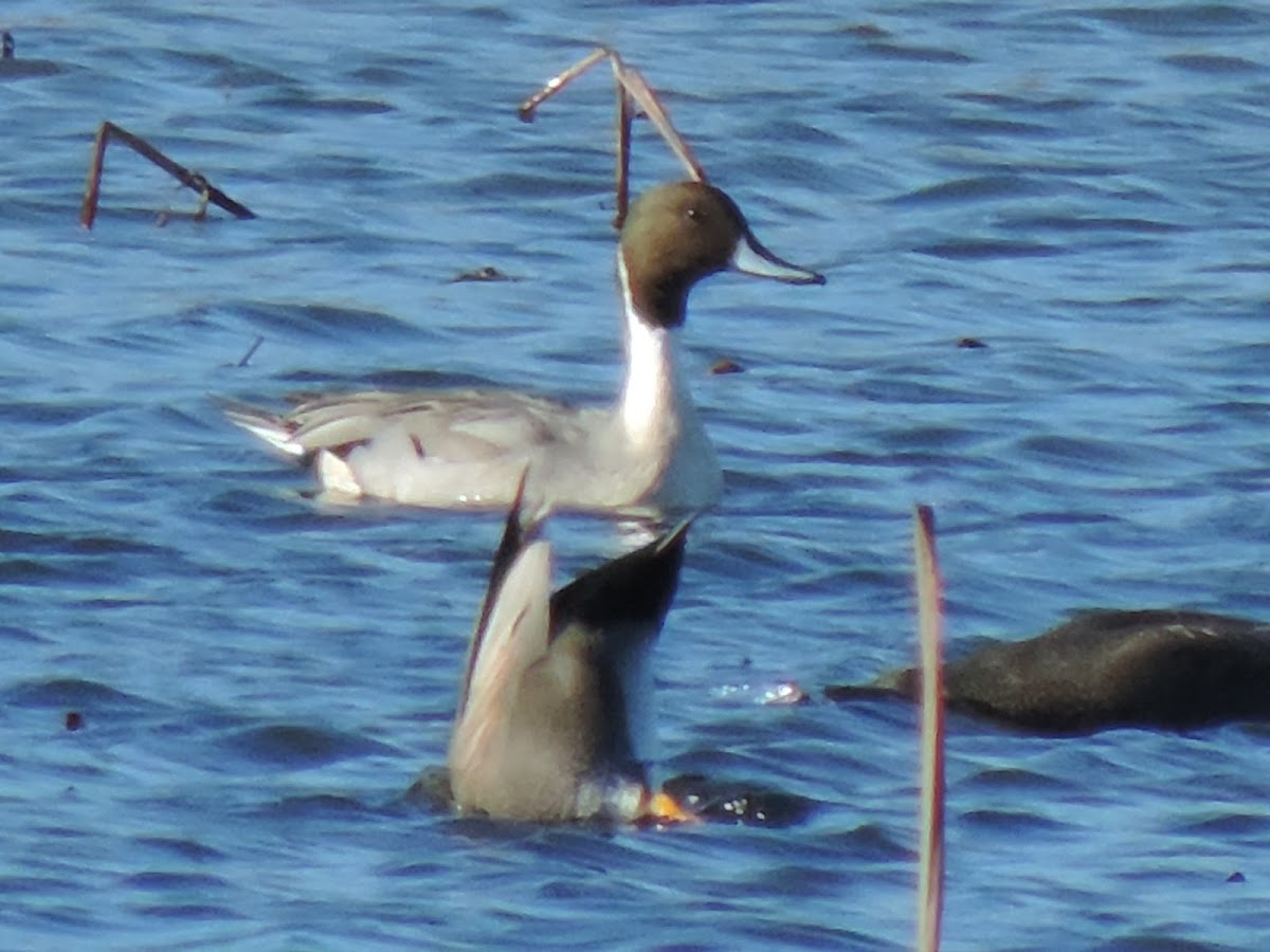 Northern Pintail Duck (male)