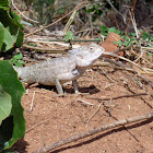 Iguana