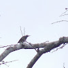 Yellow-tufed Woodpecker